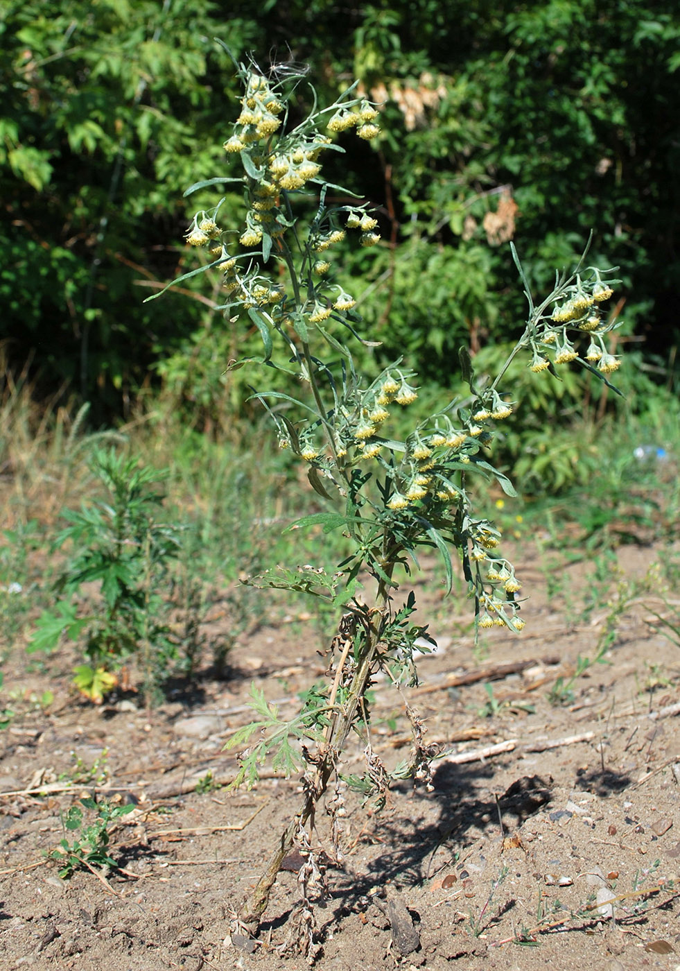 Image of Artemisia sieversiana specimen.