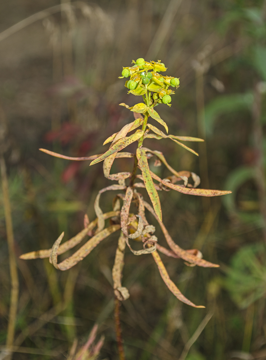 Изображение особи Euphorbia caesia.