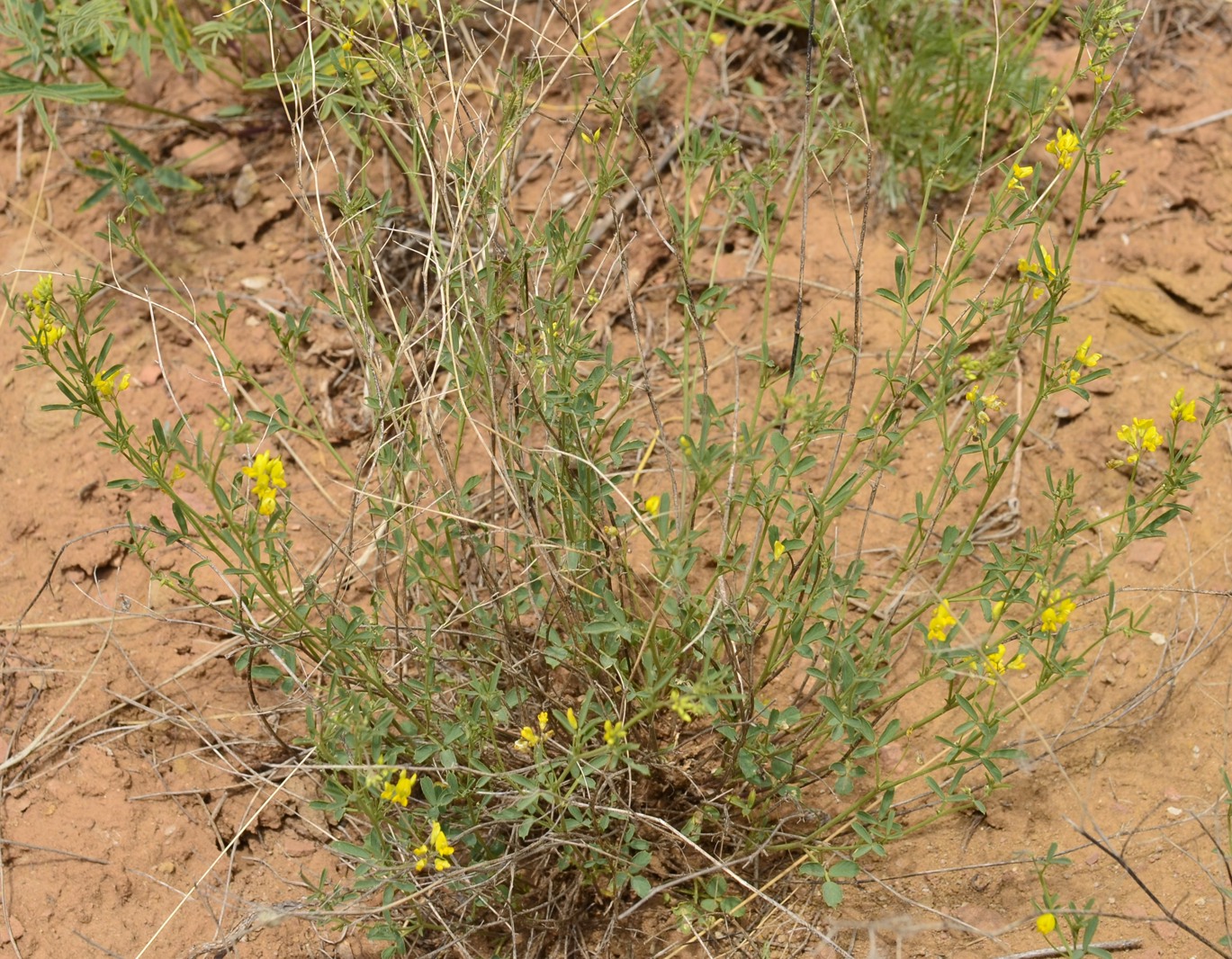 Люцерна решетчатая Medicago cancellata