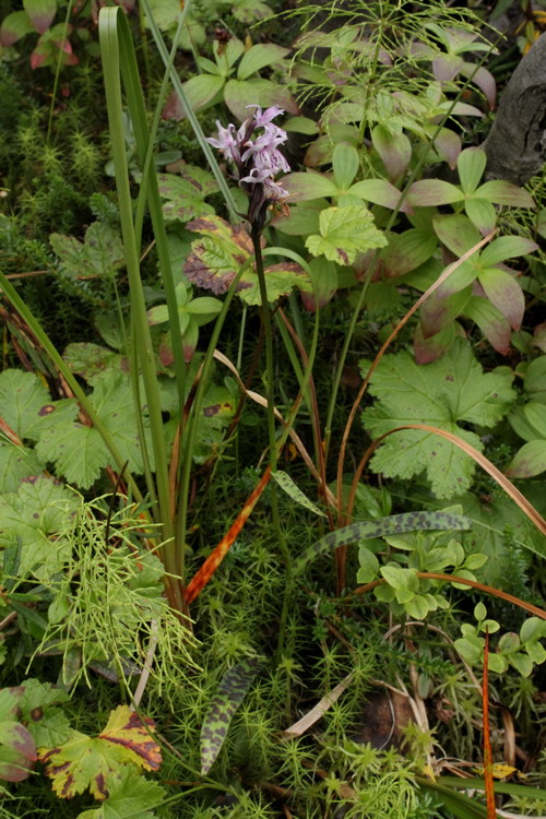 Image of Dactylorhiza maculata specimen.