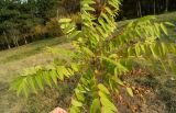 Toona sinensis