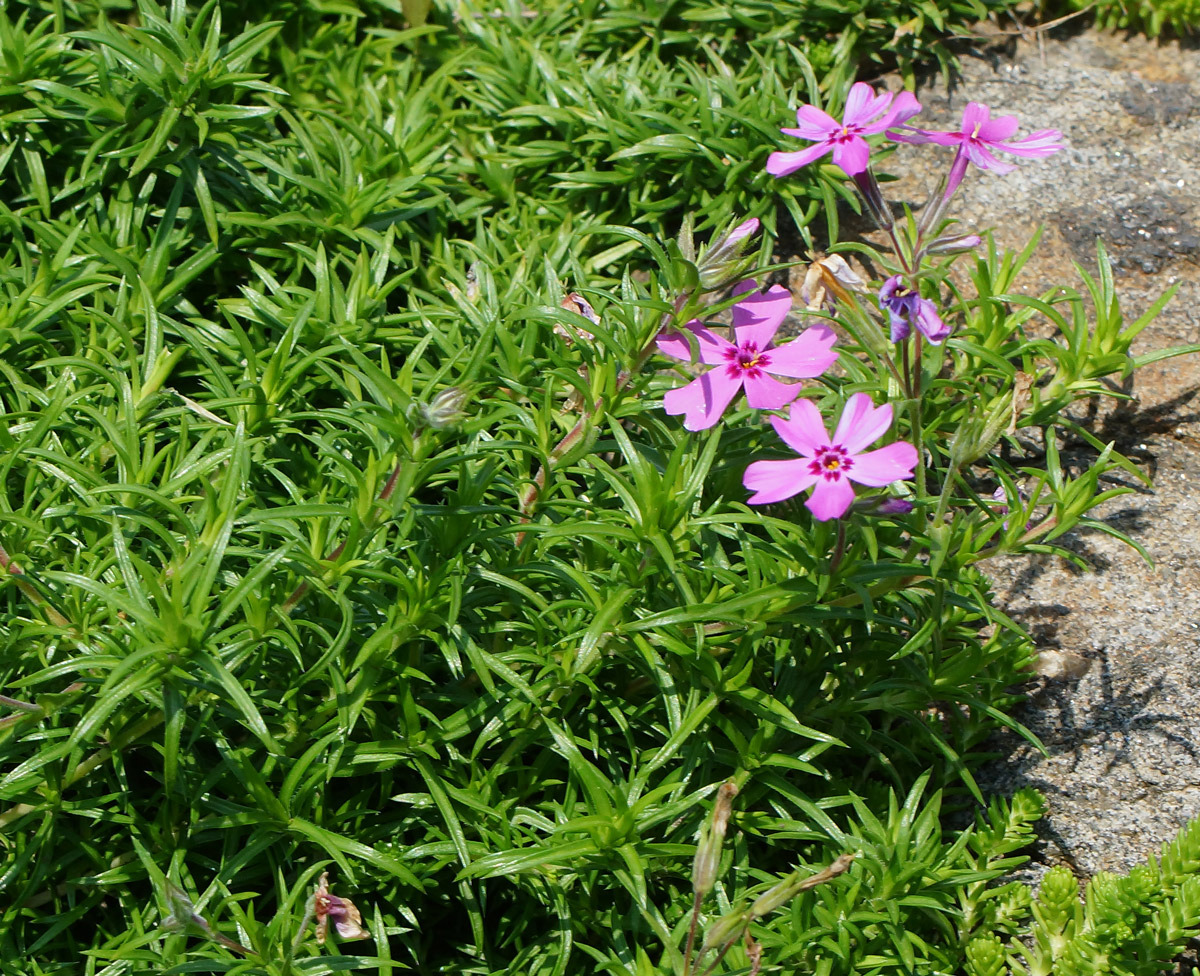 Изображение особи Phlox subulata.