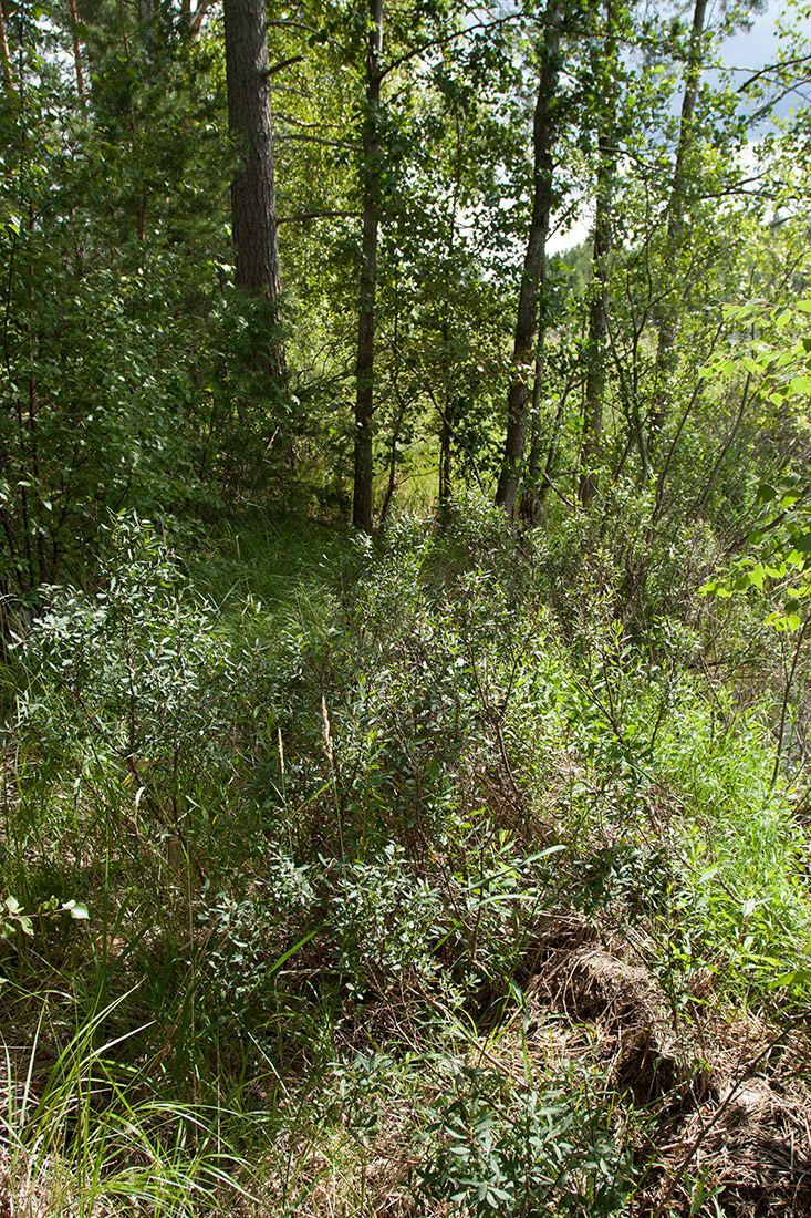 Image of Myrica gale specimen.