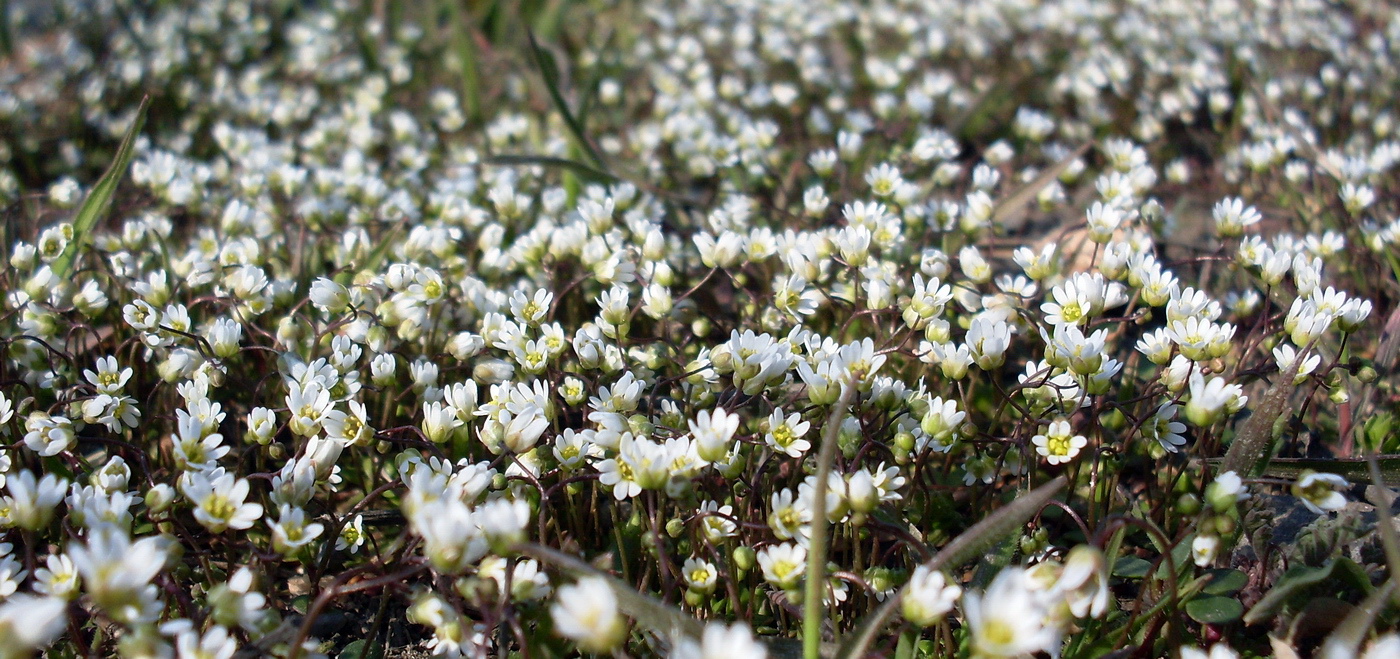 Изображение особи Erophila verna.