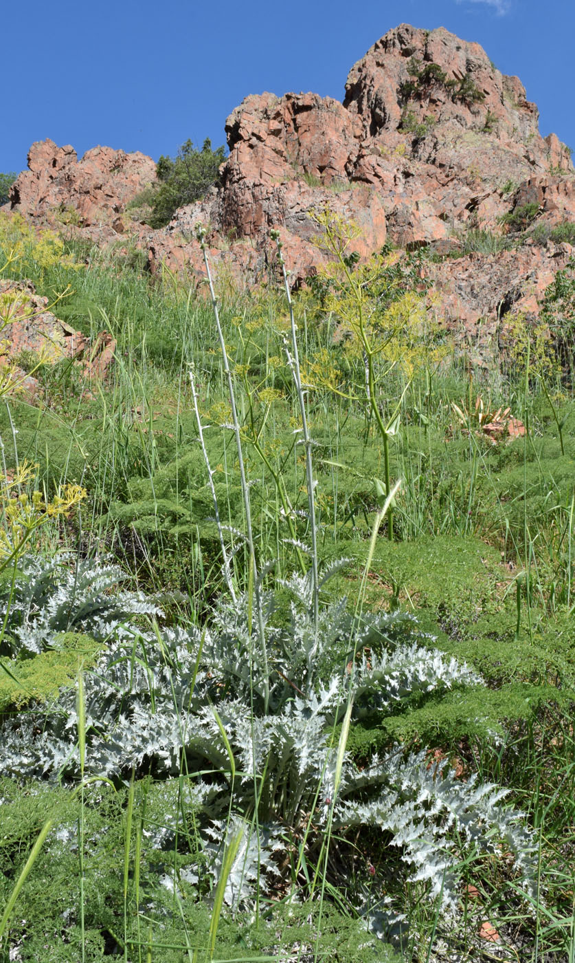 Image of Cousinia egregia specimen.