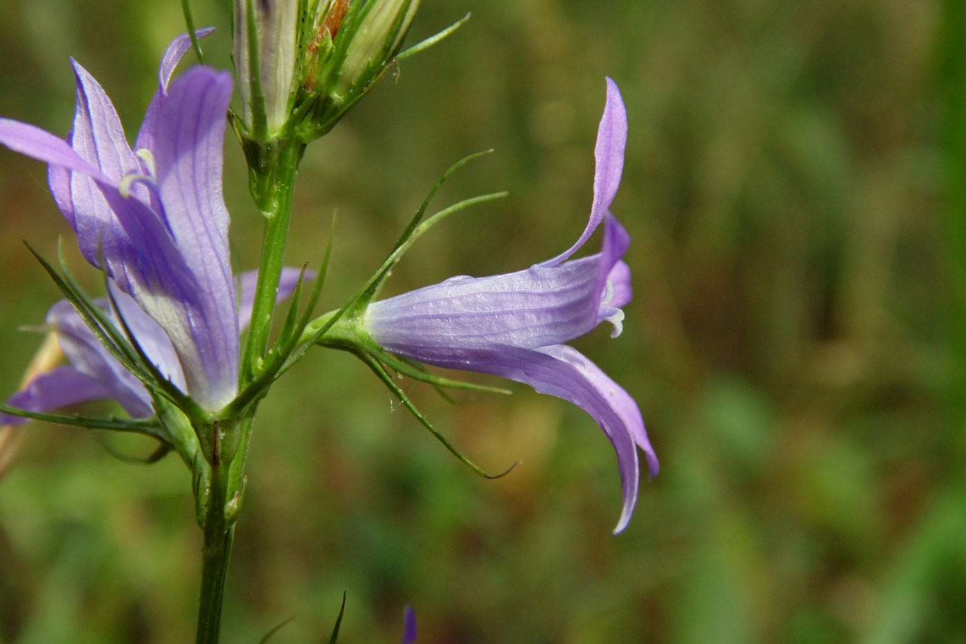 Image of Campanula lambertiana specimen.