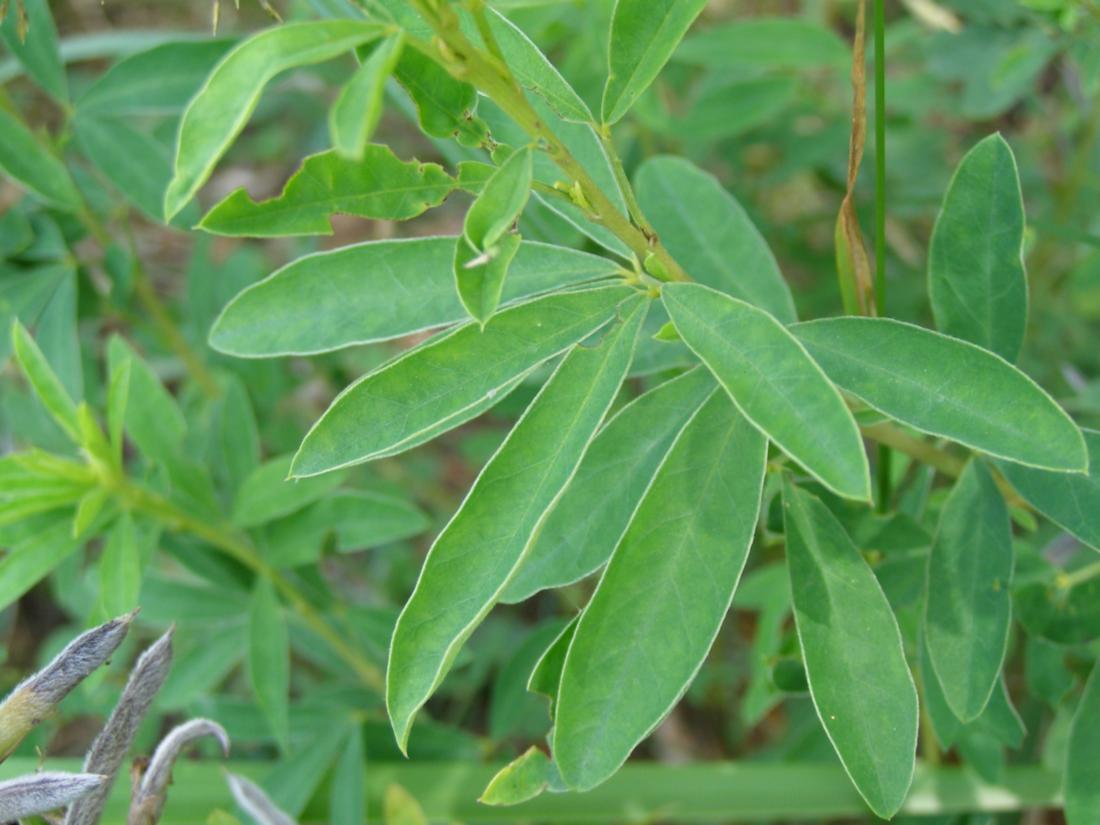 Image of Chamaecytisus ruthenicus specimen.