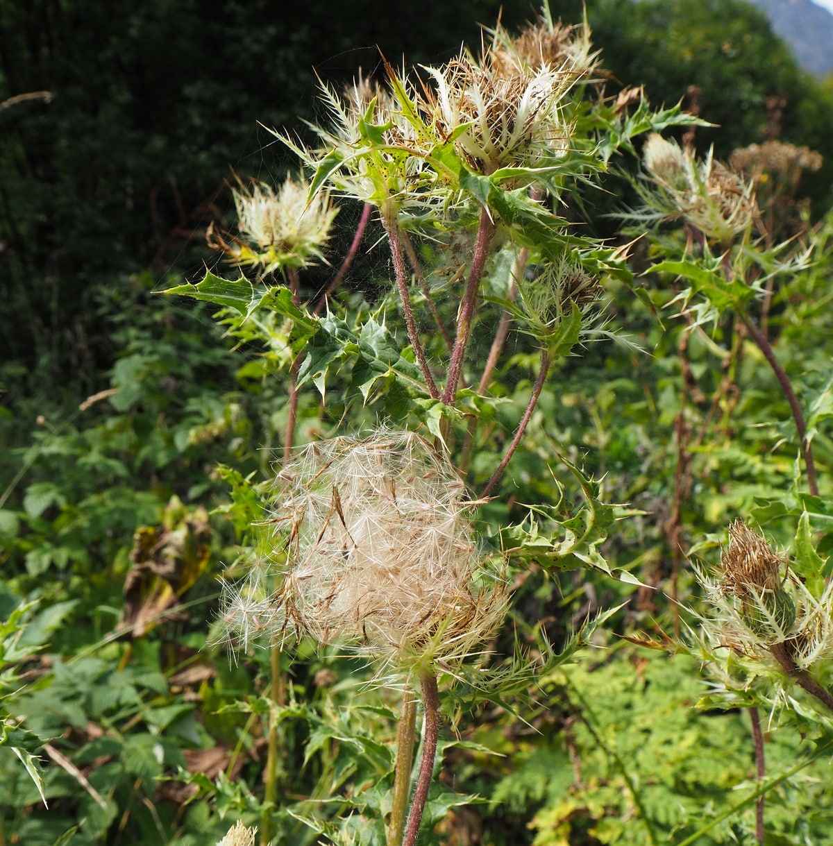 Image of Cirsium obvallatum specimen.