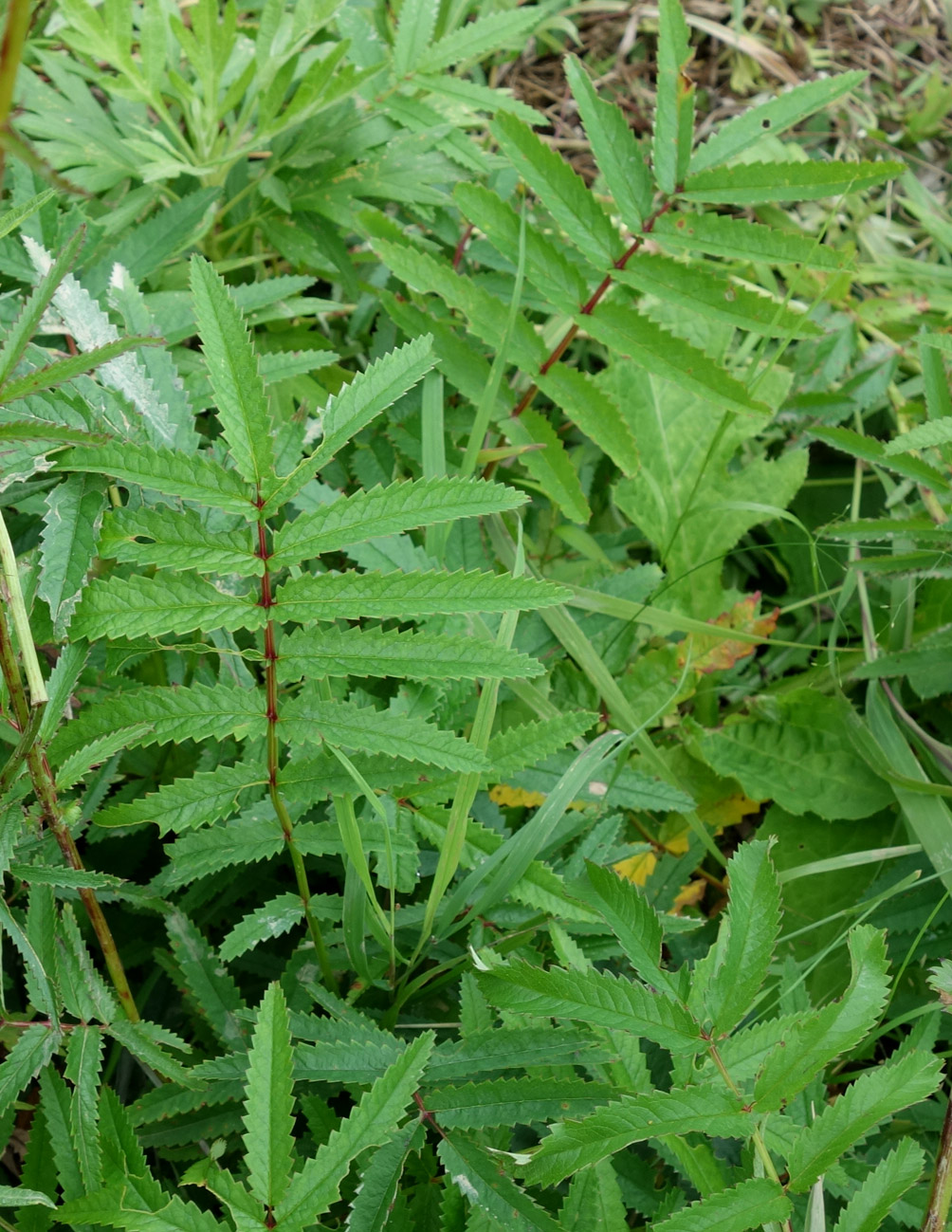 Изображение особи Sanguisorba tenuifolia.