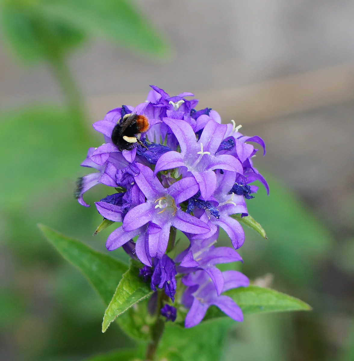 Изображение особи Campanula glomerata.