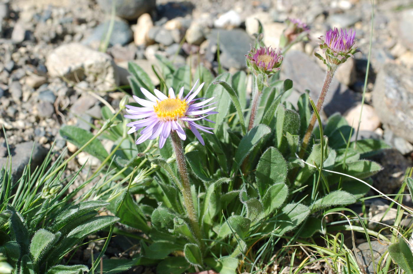 Изображение особи Aster serpentimontanus.