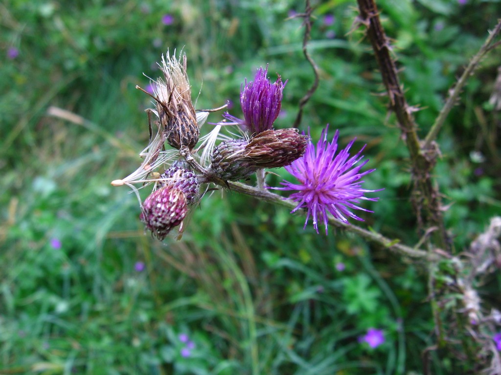 Изображение особи Cirsium palustre.