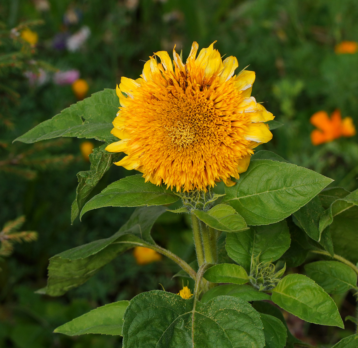 Image of Helianthus annuus specimen.