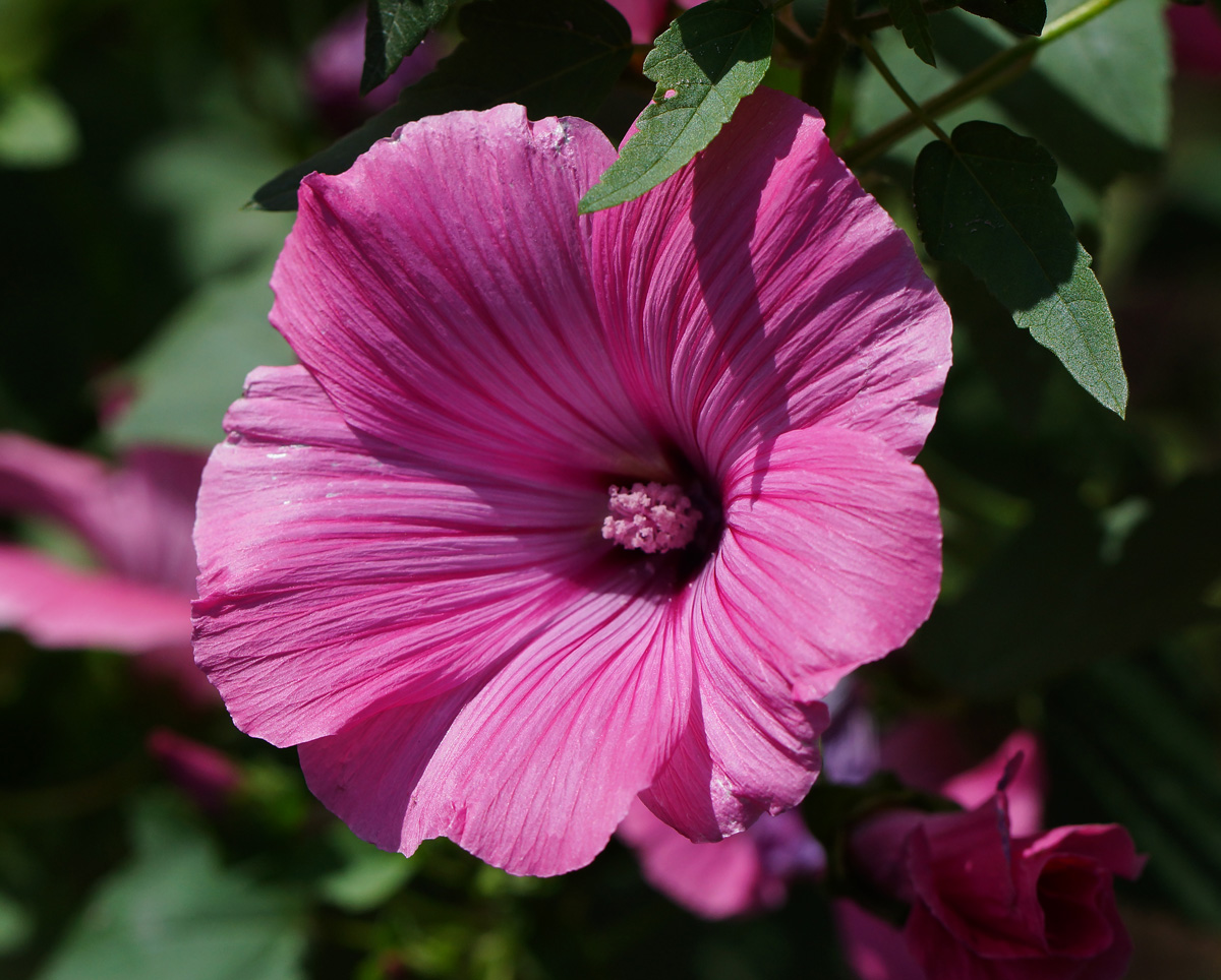 Image of Malva trimestris specimen.