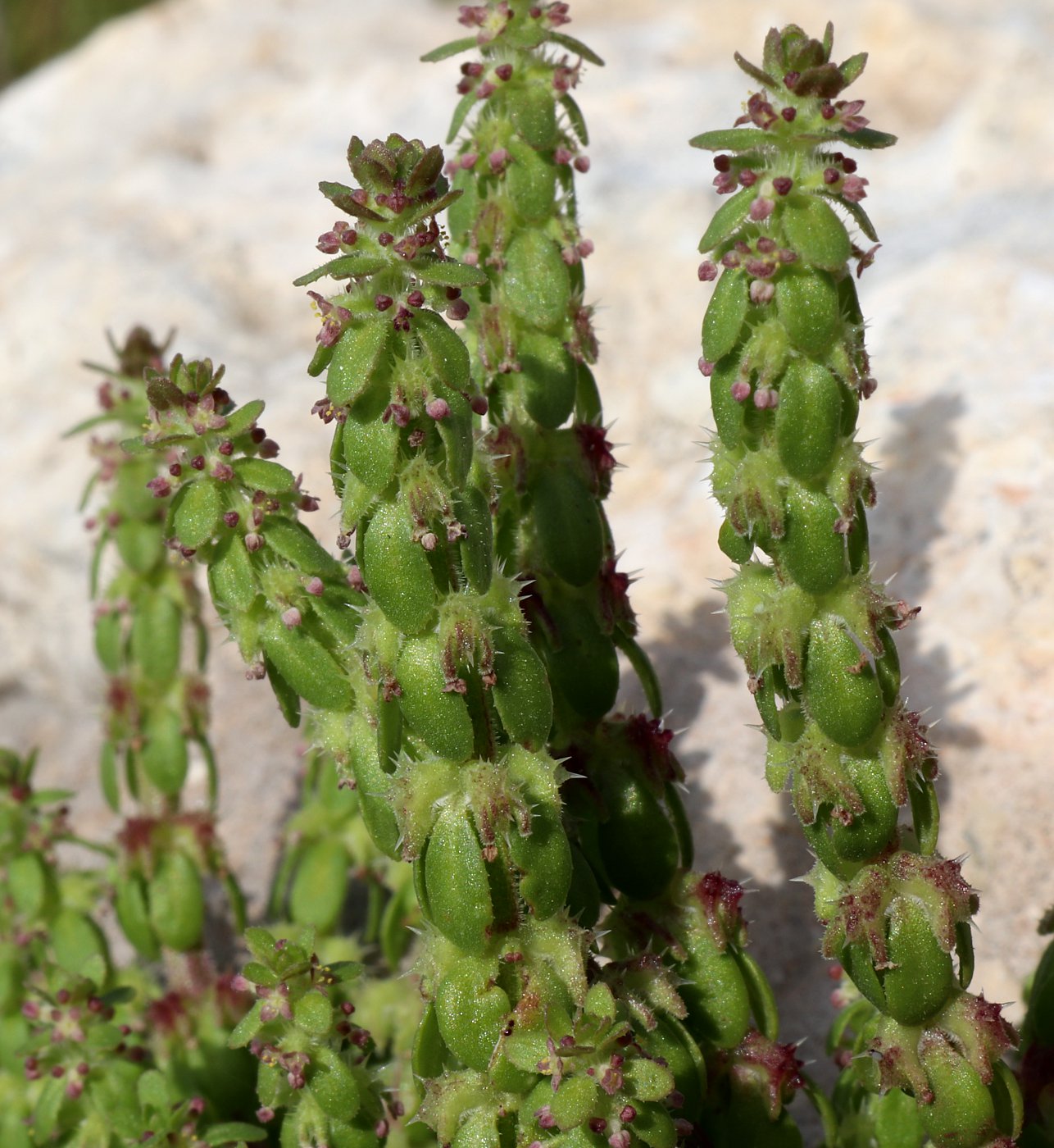 Image of Valantia hispida specimen.