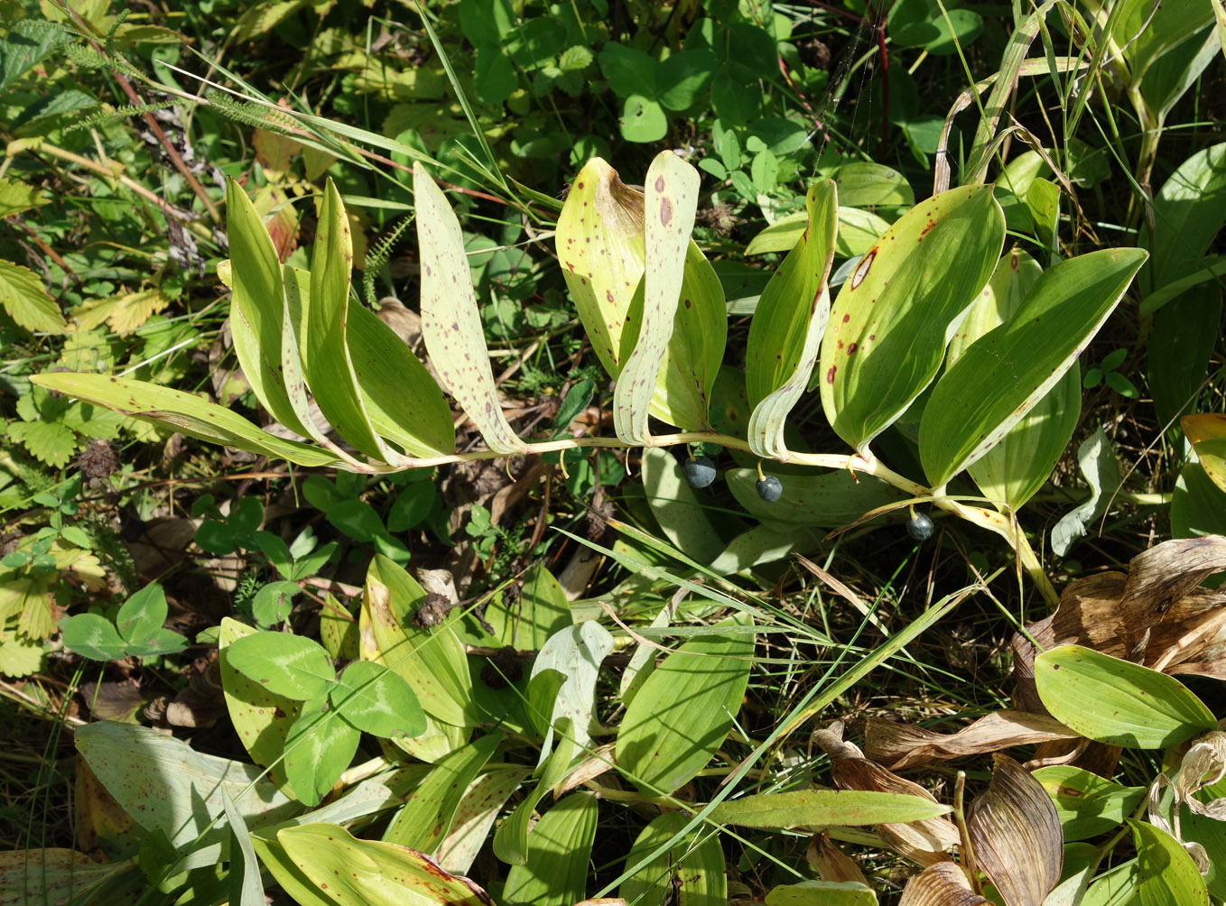 Изображение особи Polygonatum odoratum.