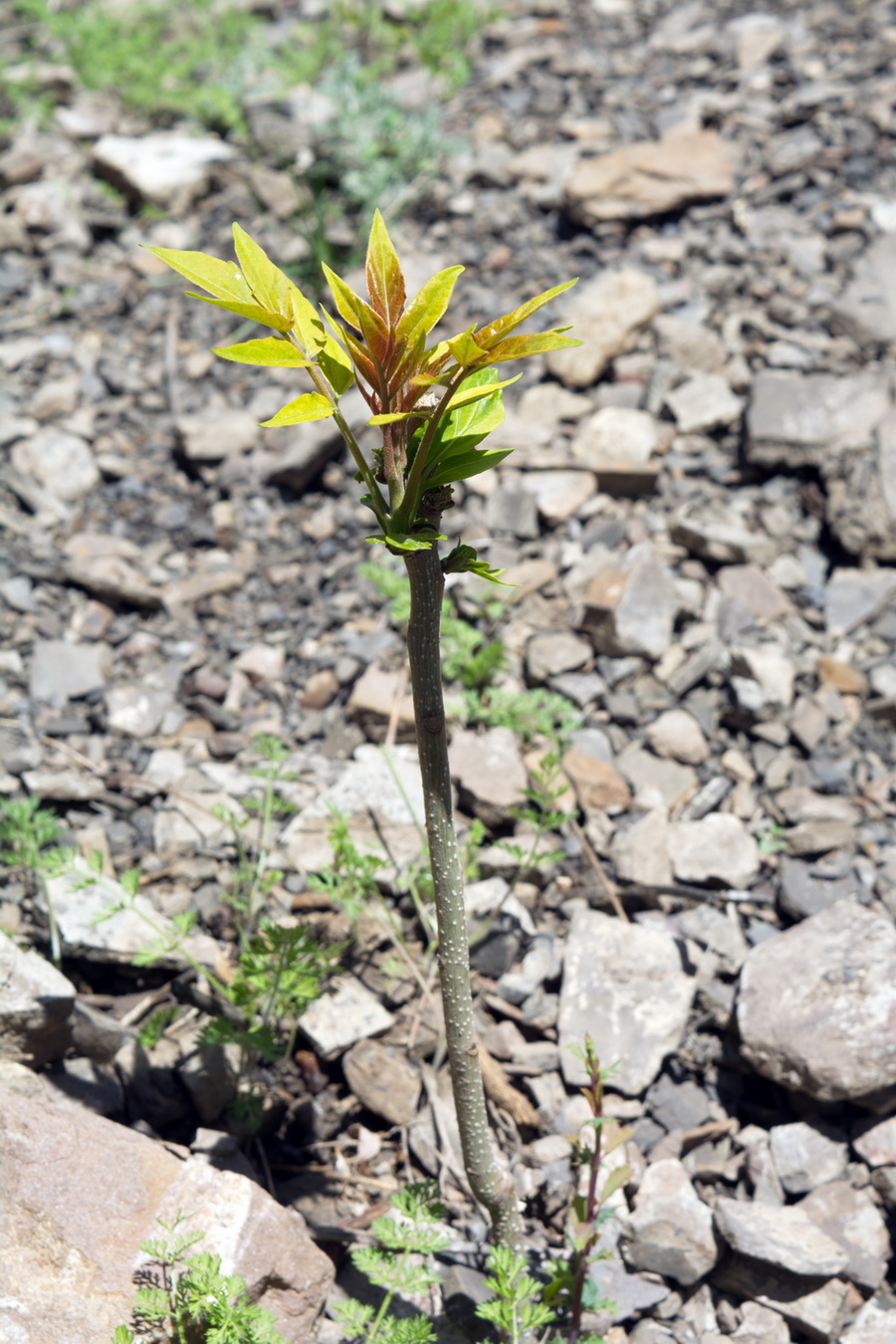 Изображение особи Ailanthus altissima.