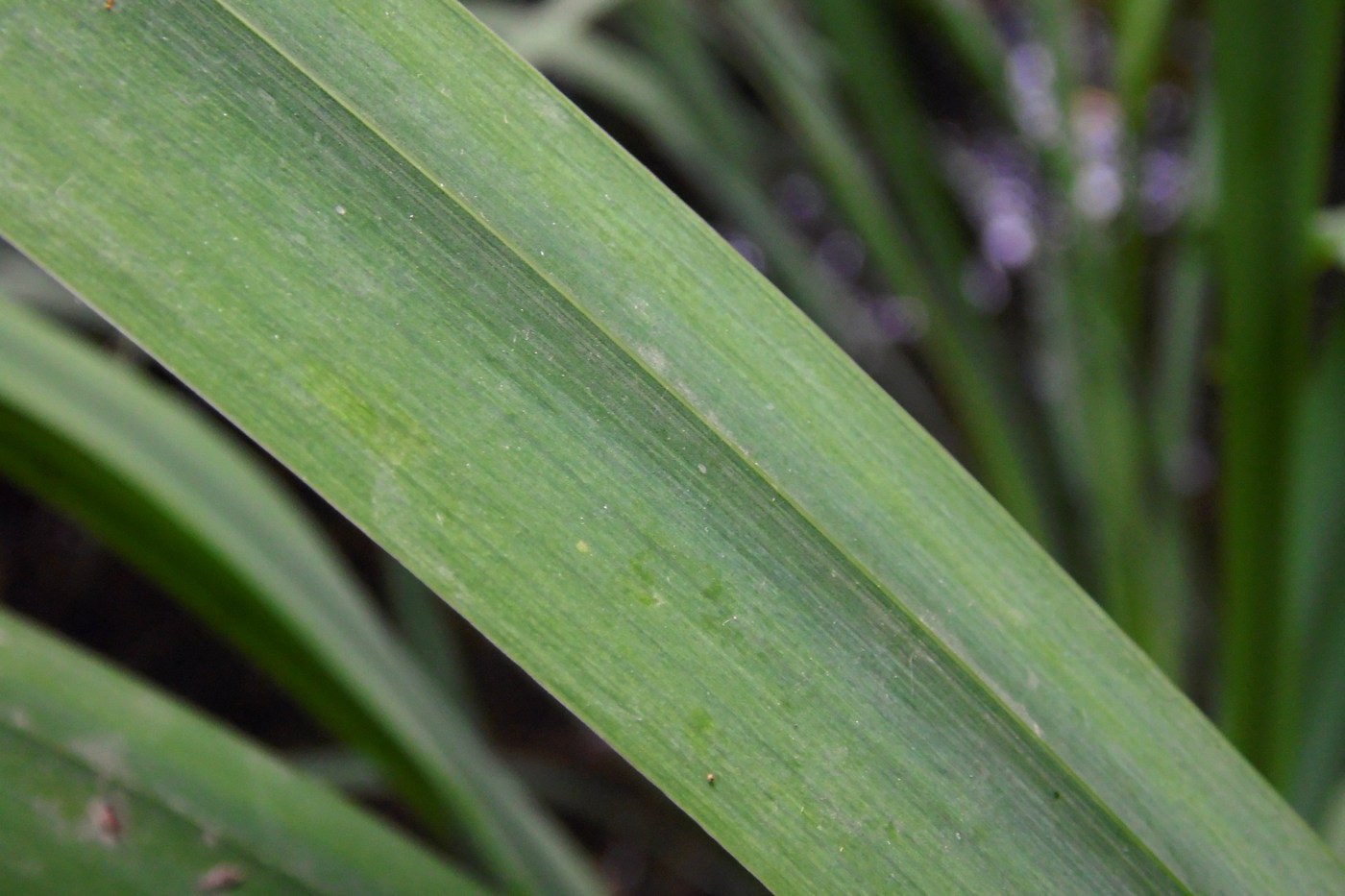 Image of Iris pseudacorus specimen.