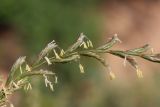 Elytrigia elongatiformis. Часть соцветия. Крым, Севастополь, окр. мкр. Любимовка, оползневое побережье. 25.06.2020.