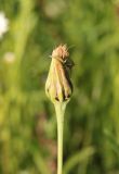 Tragopogon orientalis. Нераскрывшееся соплодие с клопом. Калужская обл., Боровский р-н, окр. дер. Чёлохово, высота 200 м н.у.м, сенокосный луг на старой залежи. 22 июня 2020 г.