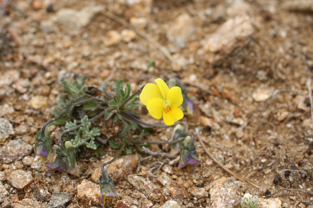 Image of Viola stojanowii specimen.