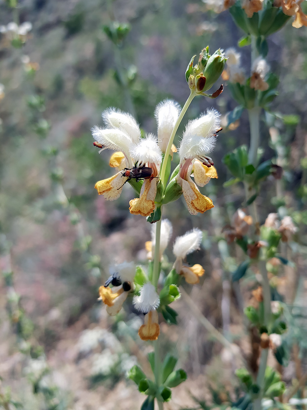 Image of Phlomoides nuda specimen.