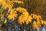 Sorbus subspecies glabrata