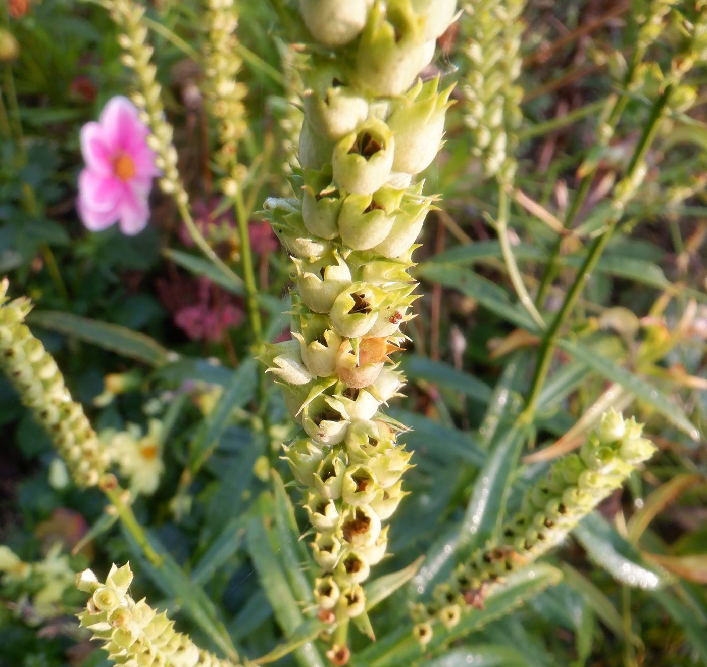 Изображение особи Physostegia virginiana.