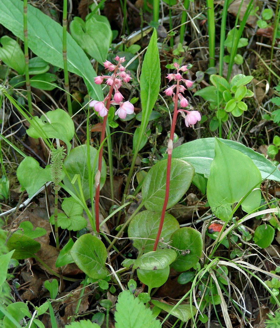 Изображение особи Pyrola incarnata.