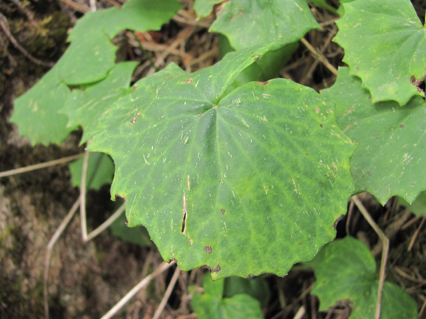 Image of Dolichorrhiza renifolia specimen.