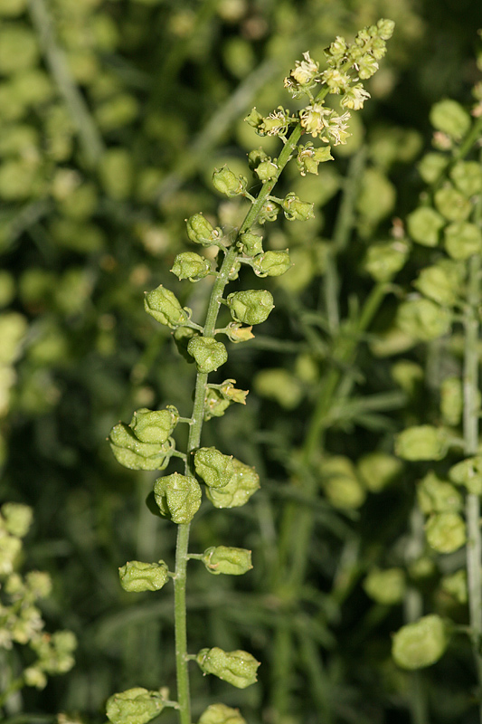 Image of Reseda lutea specimen.