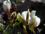 Смотреть изображение Chamaecytisus skrobiszewskii