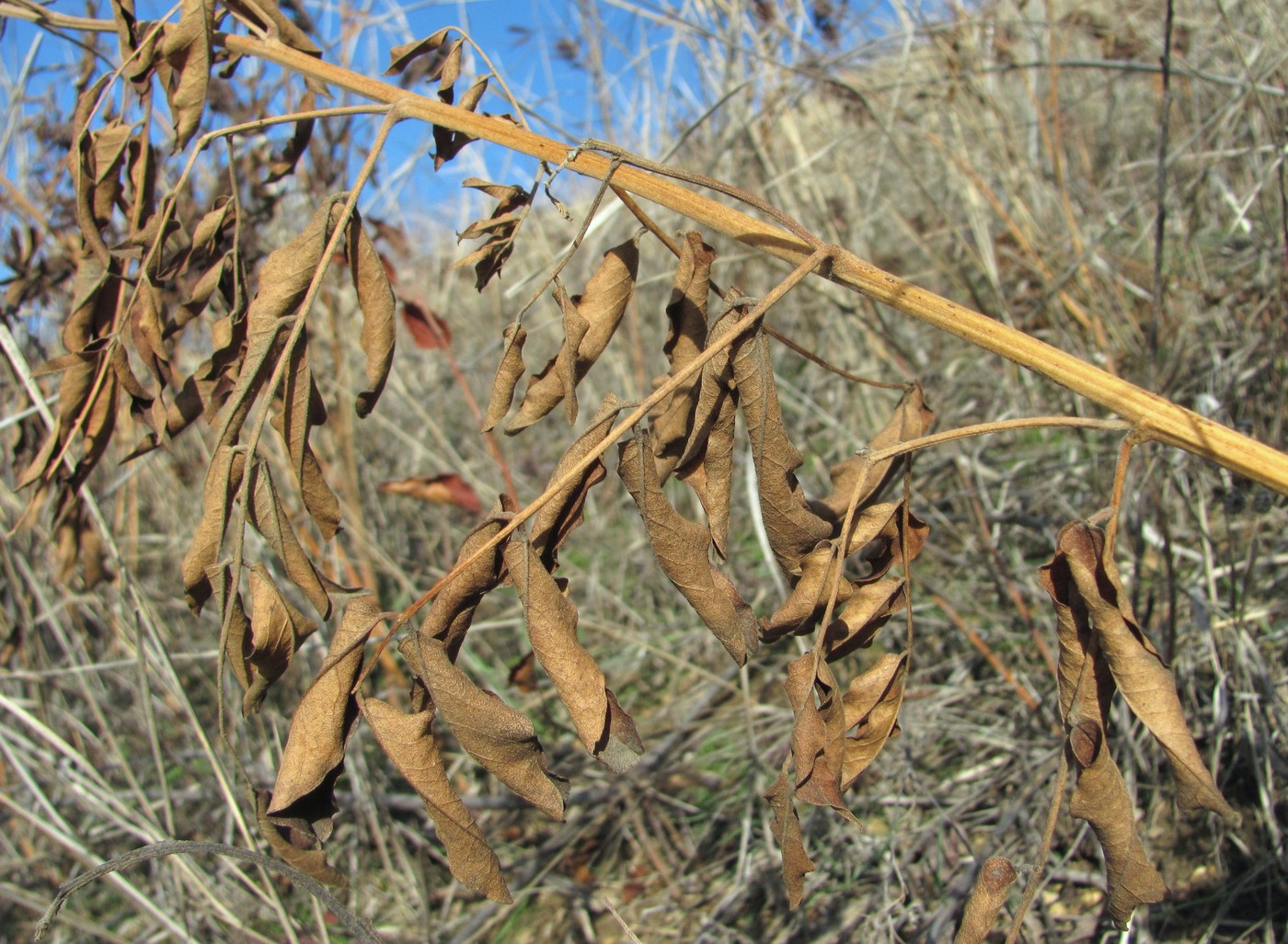 Изображение особи Glycyrrhiza glabra.