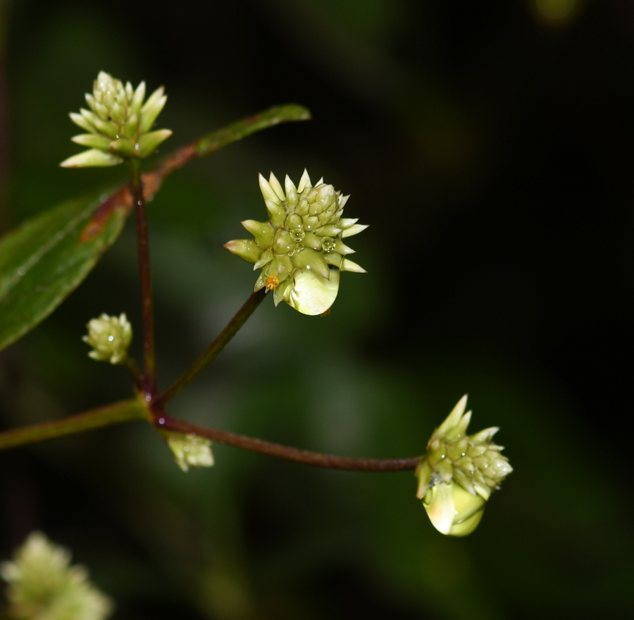 Image of Alternanthera flavescens specimen.