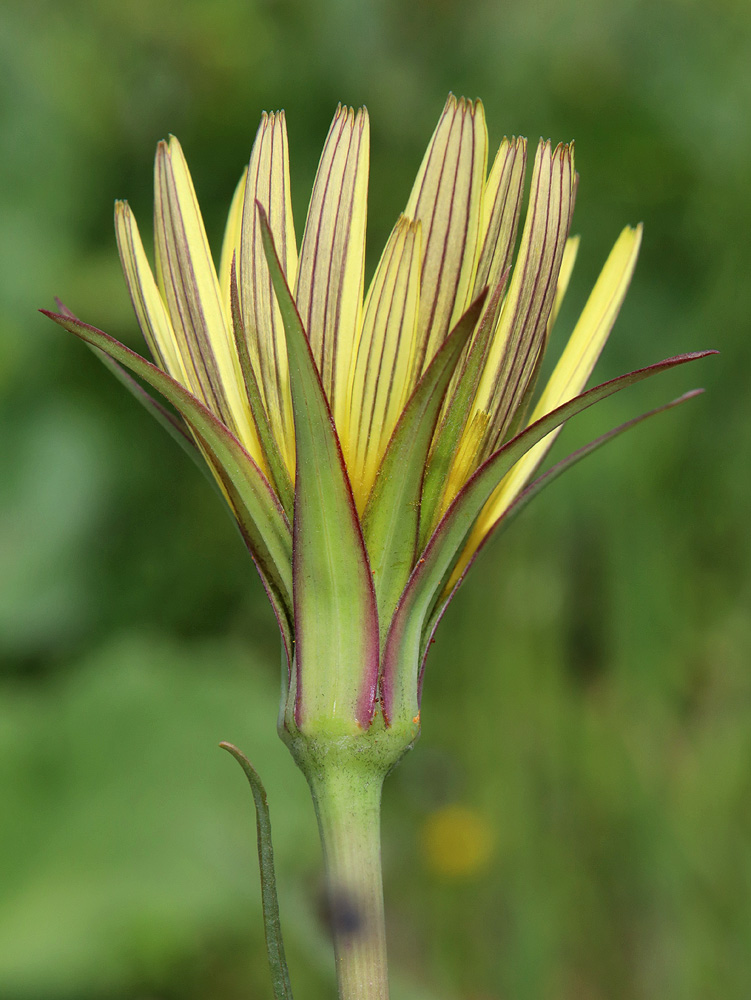 Image of Tragopogon pusillus specimen.