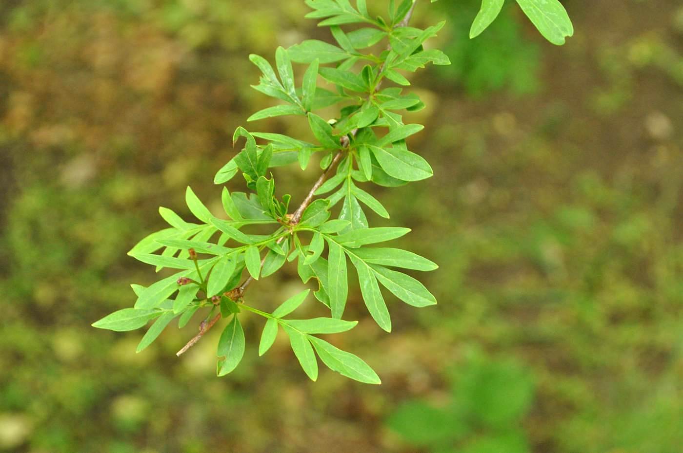 Изображение особи Syringa persica.