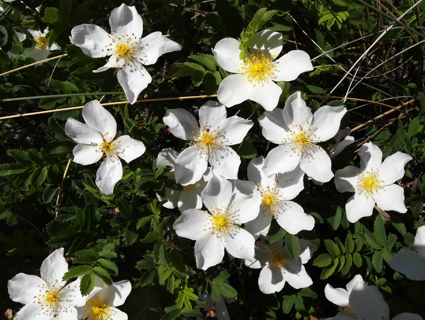 Изображение особи Rosa spinosissima.