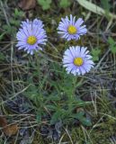 Aster alpinus