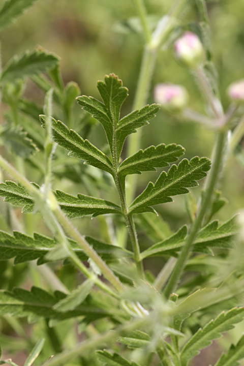 Image of Turgenia latifolia specimen.