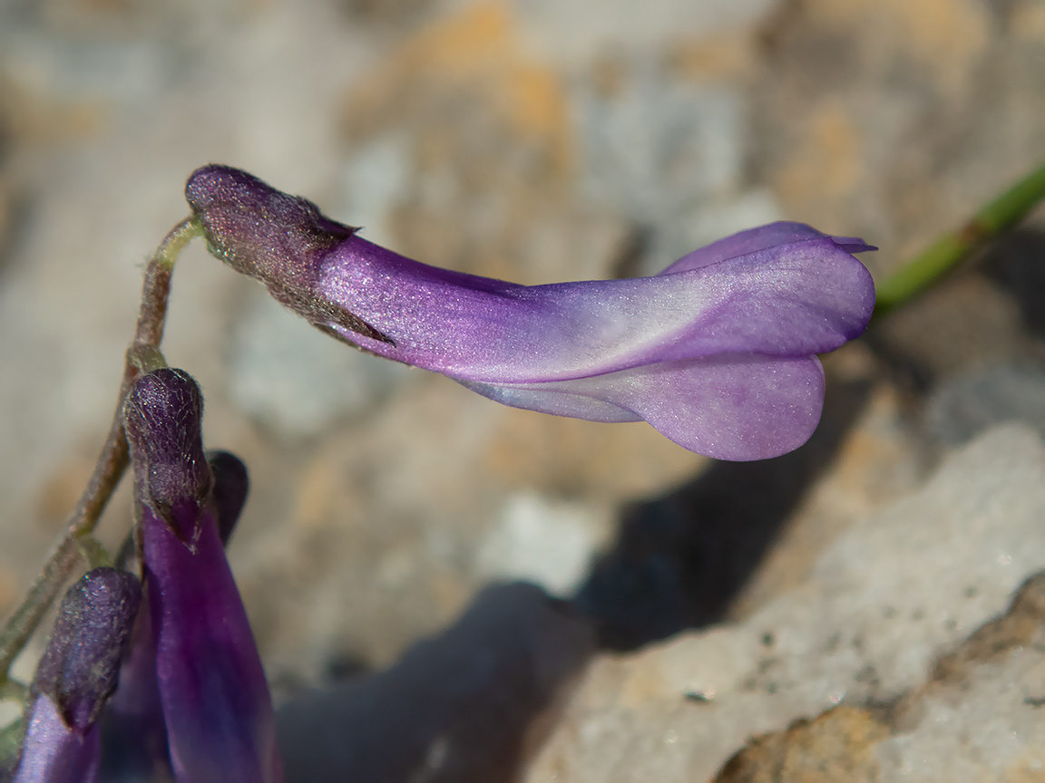 Image of Vicia cretica ssp. aegaea specimen.