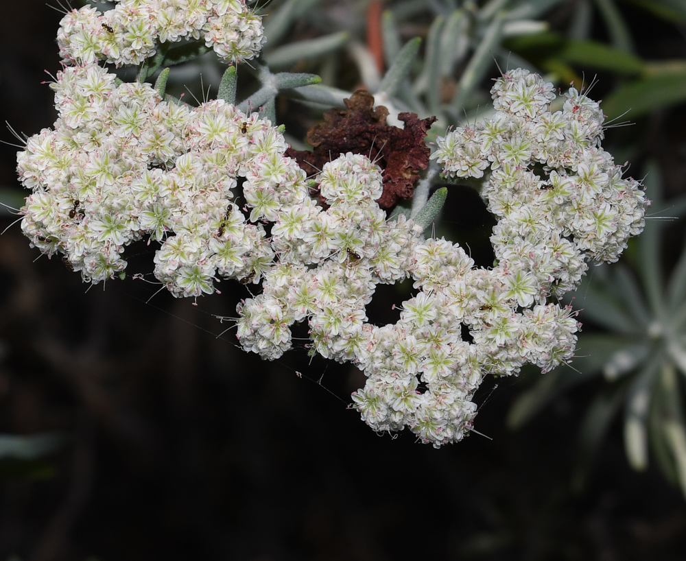 Изображение особи Eriogonum arborescens.