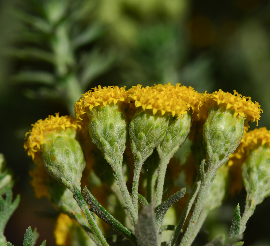 Изображение особи Hymenolepis crithmifolia.