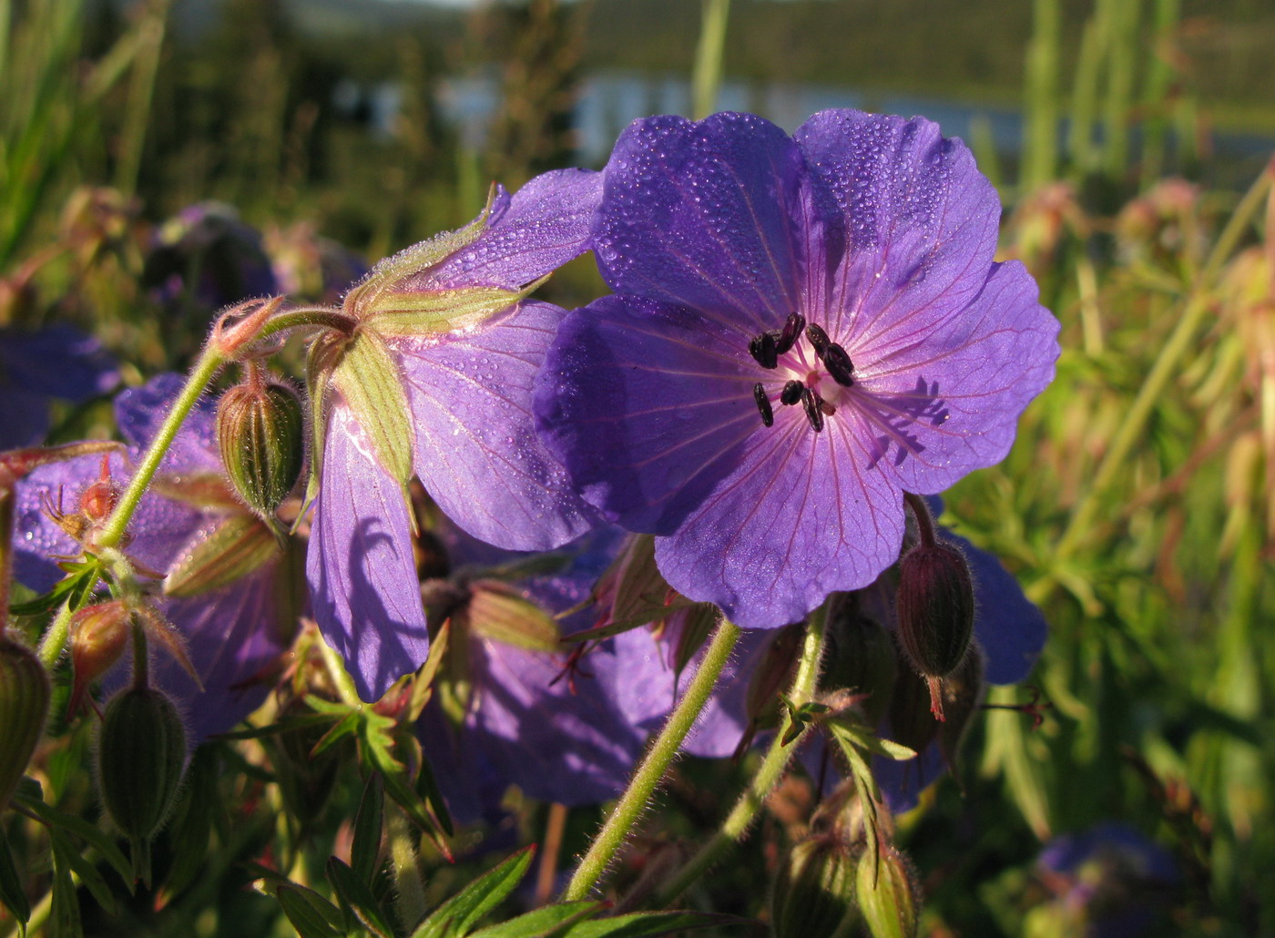 Изображение особи Geranium pratense.