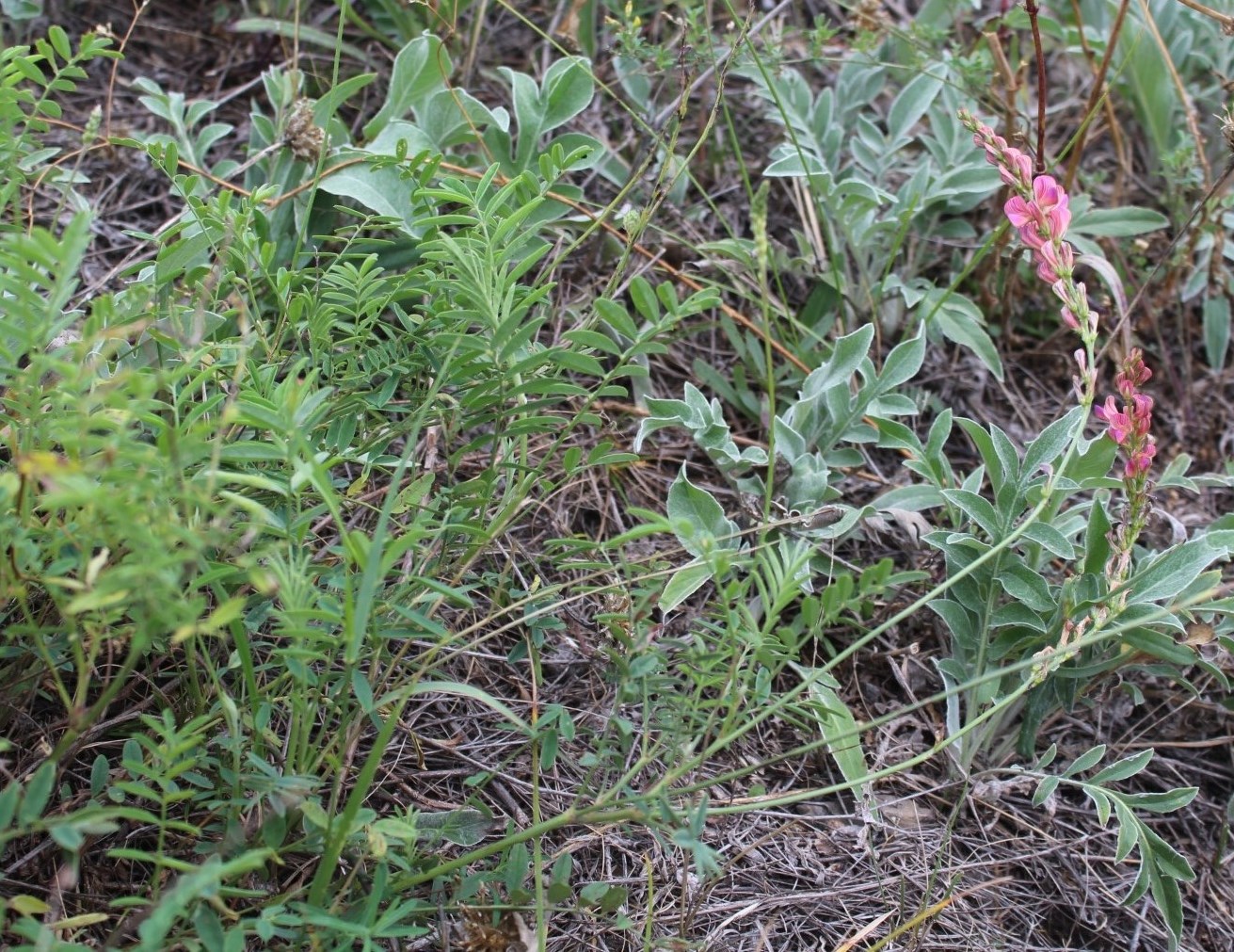 Изображение особи Onobrychis sibirica.