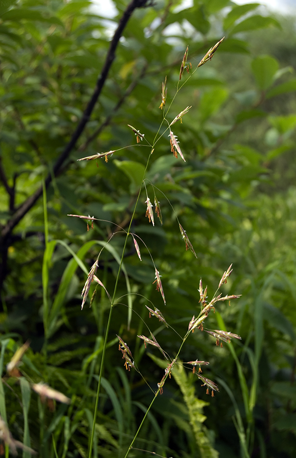 Изображение особи Bromopsis inermis.