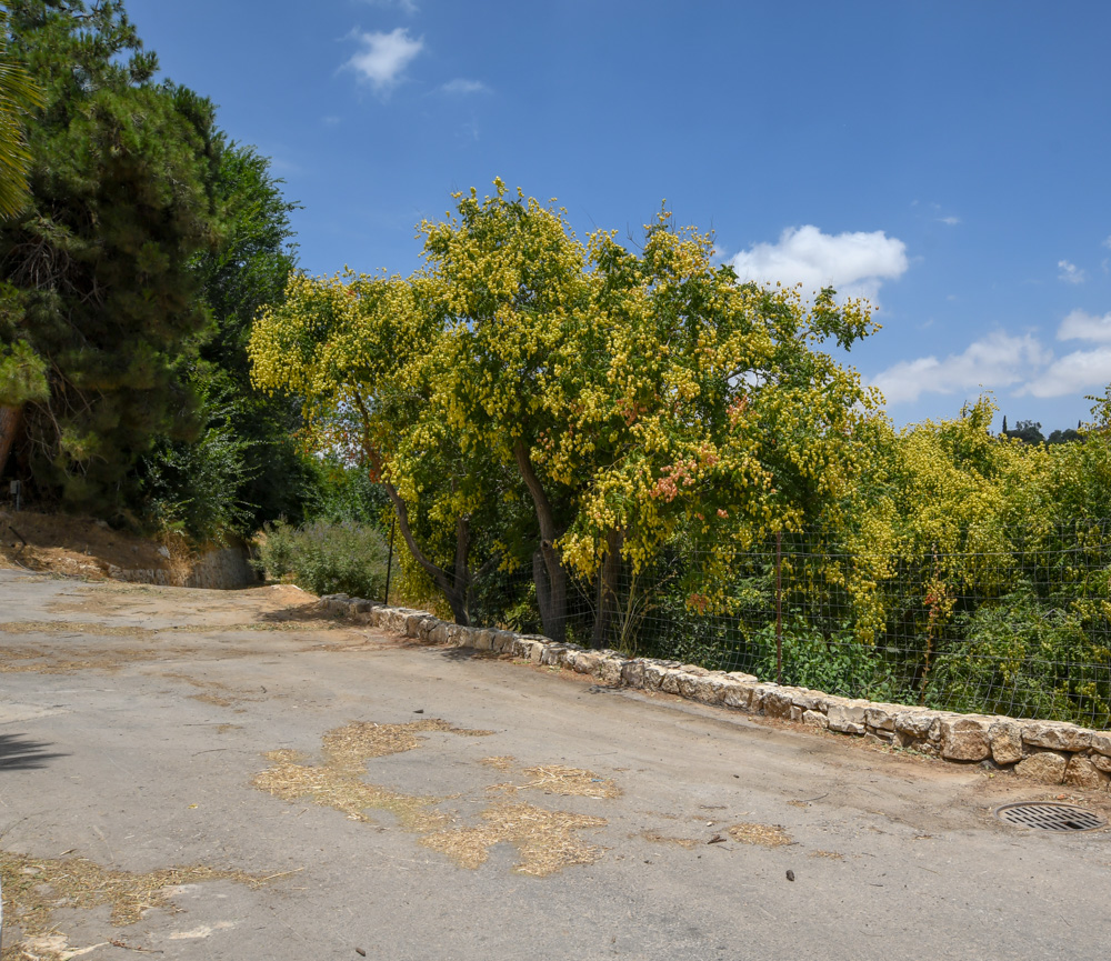 Изображение особи Koelreuteria paniculata.