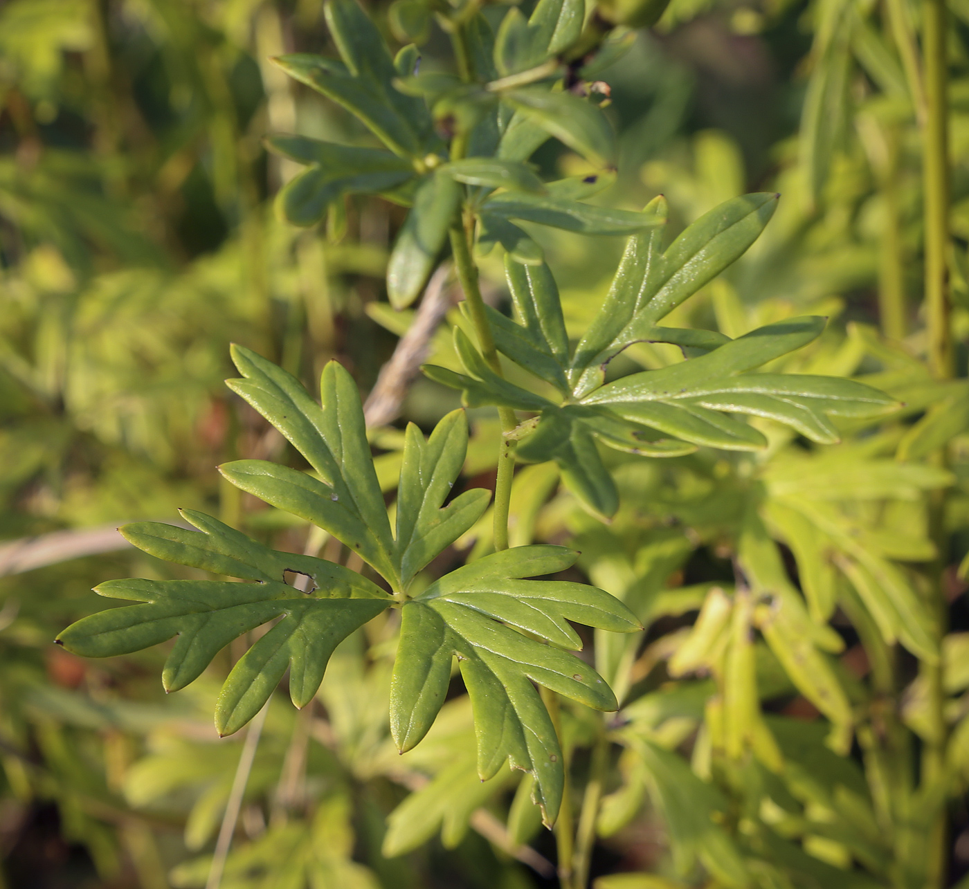 Image of genus Aconitum specimen.