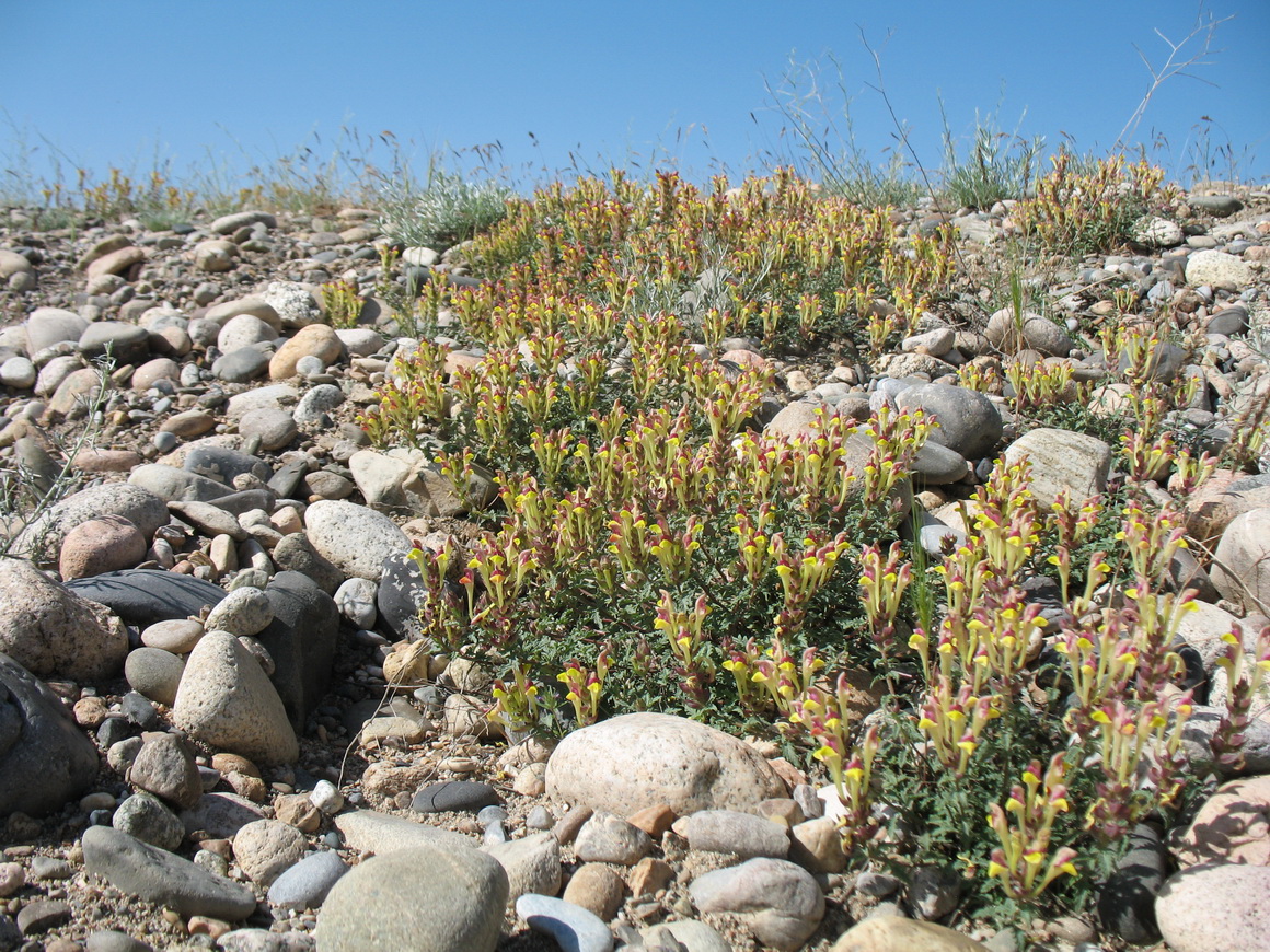 Image of Scutellaria kurssanovii specimen.