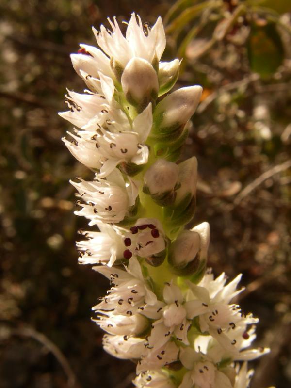 Изображение особи Orostachys thyrsiflora.