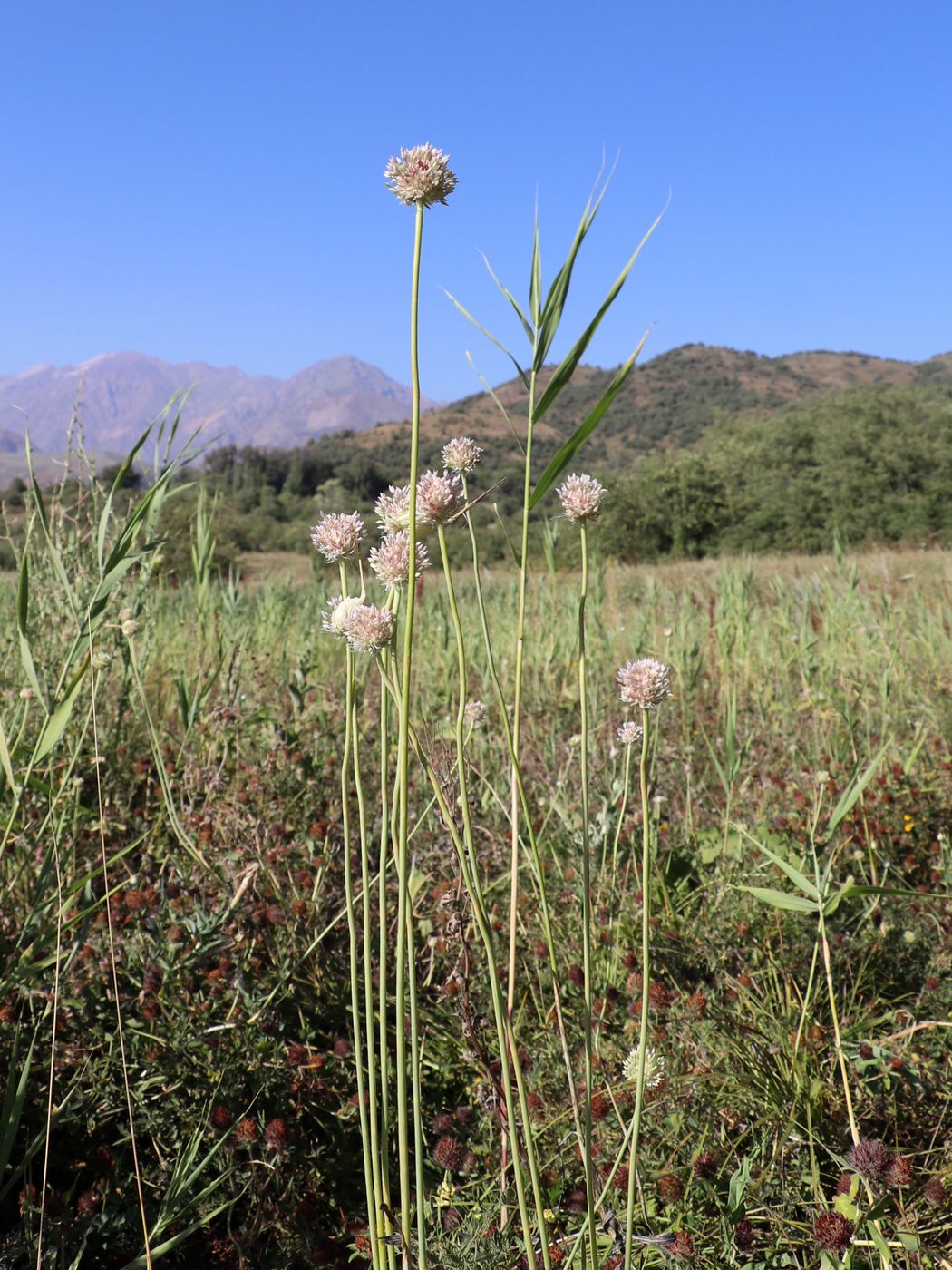 Image of Allium longicuspis specimen.